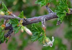 Ribes leptanthum