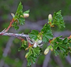 Ribes leptanthum