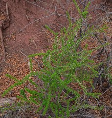Ribes leptanthum