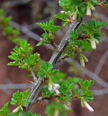 Ribes leptanthum
