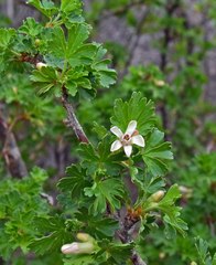 Ribes leptanthum