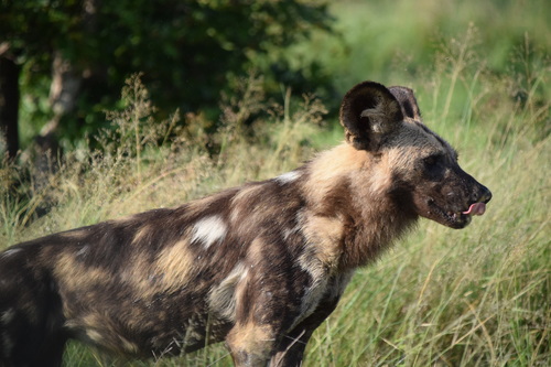 African wild dog