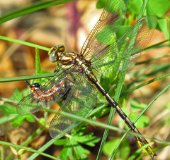 Phanogomphus exilis