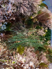 Chaetomorpha melagonium