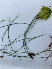 Chaetomorpha melagonium