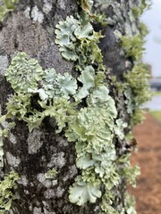 Flavoparmelia caperata