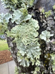 Flavoparmelia caperata