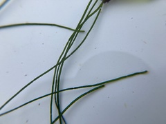 Chaetomorpha melagonium