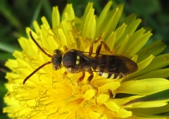 Nomada luteoloides
