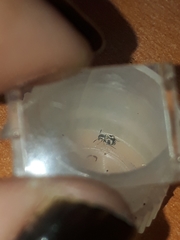 Callosobruchus maculatus