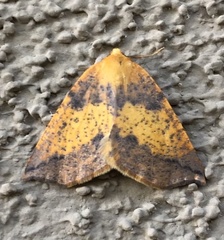 Neoterpes edwardsata