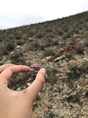 Crassula hemisphaerica