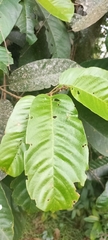 Vateria indica