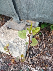 Reynoutria japonica