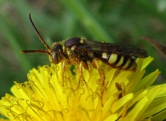 Nomada luteoloides