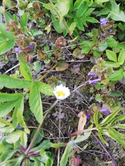Bellis perennis