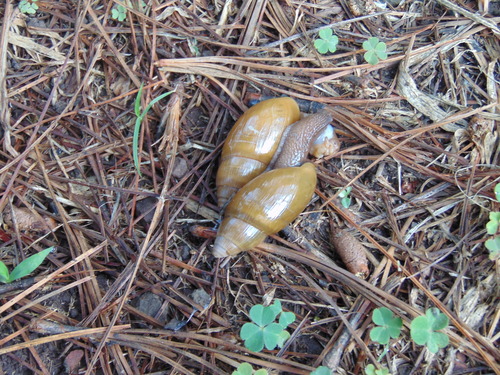 Streptostyla flavescens