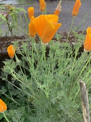 Eschscholzia californica