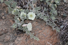 Calystegia malacophylla pedicellata