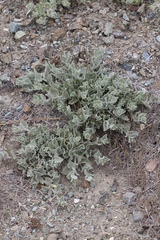 Calystegia malacophylla pedicellata