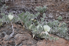 Calystegia malacophylla pedicellata