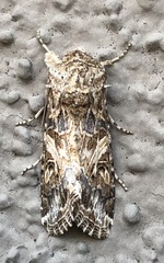 Spodoptera praefica