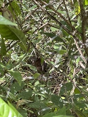 Sylvilagus palustris image