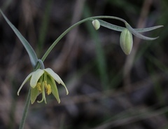 Fritillaria viridea