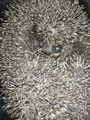 Erinaceus roumanicus