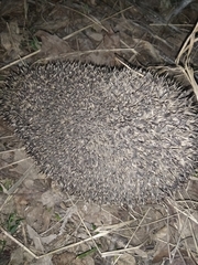 Erinaceus roumanicus