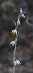 Fritillaria viridea