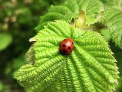Coccinella septempunctata