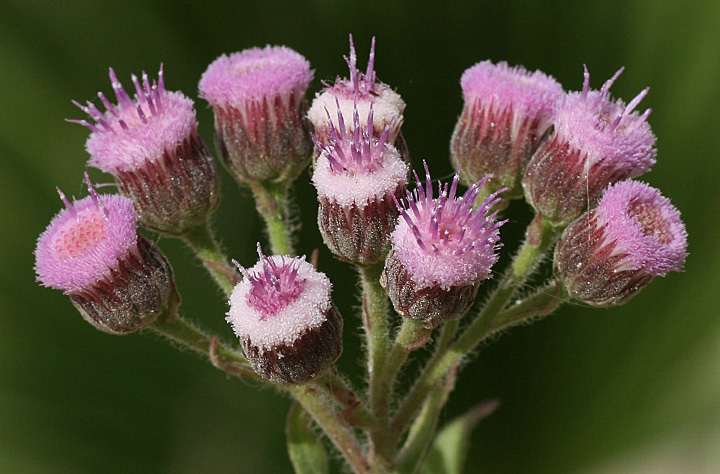 Pluchea parvifolia