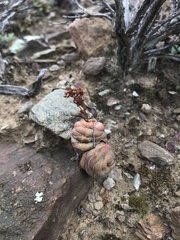 Crassula hemisphaerica