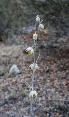 Fritillaria viridea