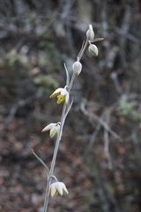 Fritillaria viridea
