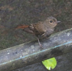 Cyornis unicolor