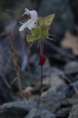 Acanthomintha lanceolata