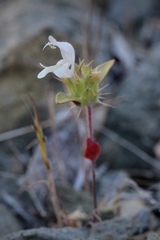 Acanthomintha lanceolata