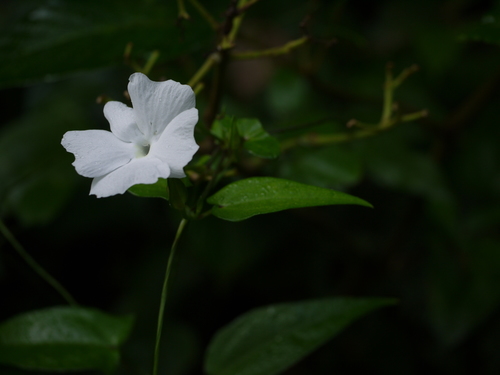 Whitelady (Thunbergia fragrans)
