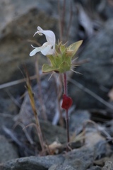 Acanthomintha lanceolata