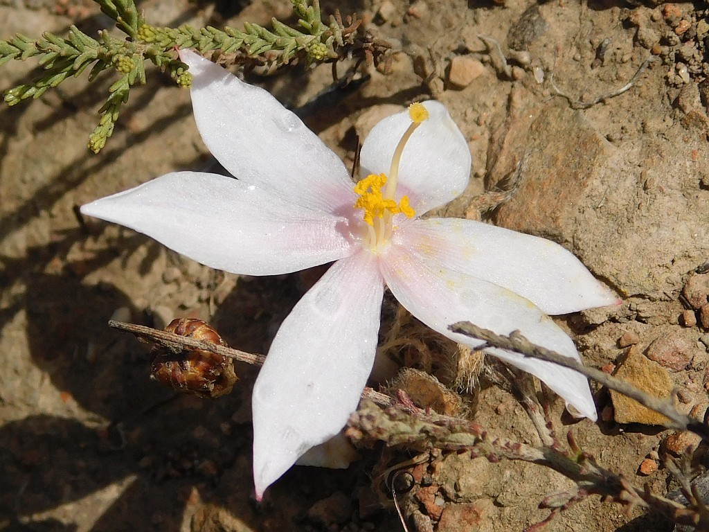 Gethyllis villosa, Greyton, 7233, South Africa