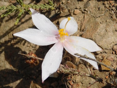 Gethyllis villosa