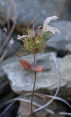 Acanthomintha lanceolata