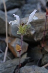 Acanthomintha lanceolata