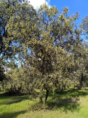 Quercus rotundifolia