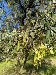 Quercus rotundifolia