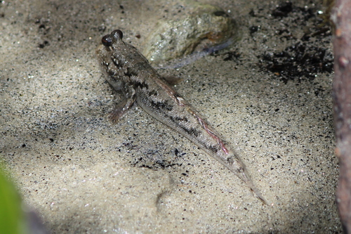Barred Mudskipper