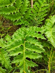 Cynara tournefortii