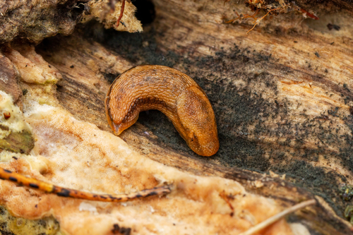 Northern Dusky Slug